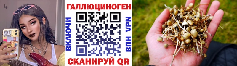 Купить закладки  Далматово  Псилоцибиновые грибы Psilocybe 